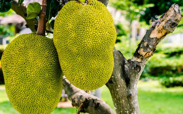 jackfruit-1