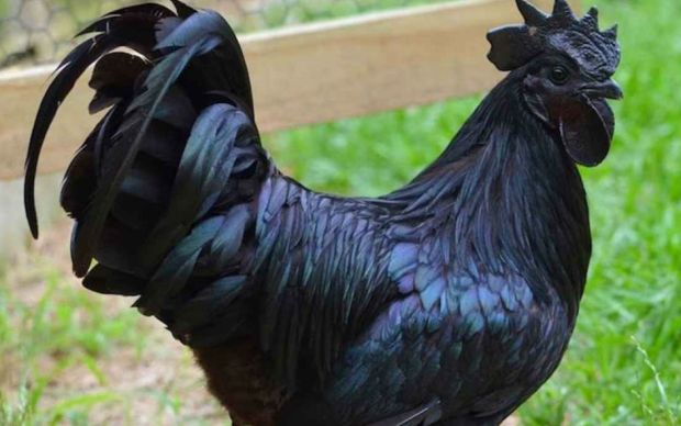 Kara Tavuk Nedir Nerede Bulunur Yemek Com Kara Tavuk Nedir Nerede Bulunur Yemek Com