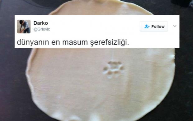 kedi-tweetleri