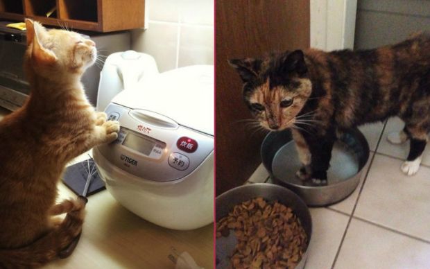 garip-kedi-fotograflari-one-cikan
