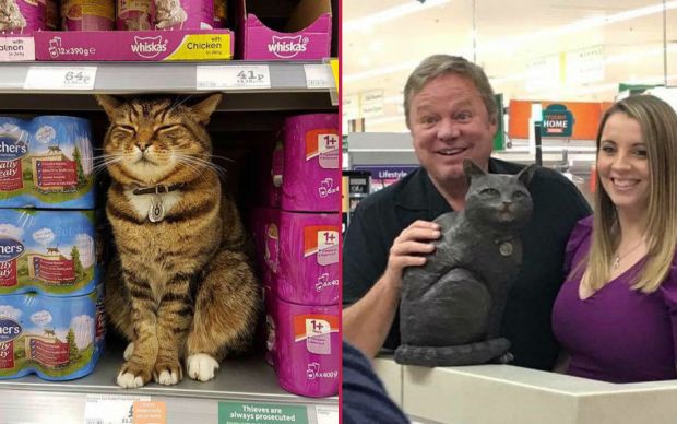 supermarket-kedisi-brutus