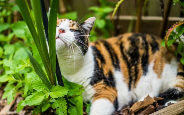 Kedi Nanesi Nasil Yetistirilir Kedi Otu Guvenli Midir Yemek Com