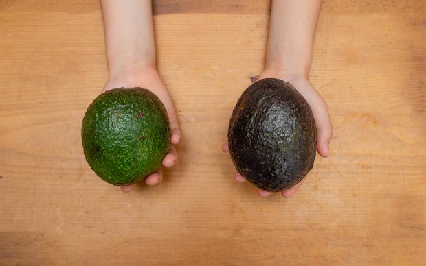 Child's hand holding green avocado and black avocado