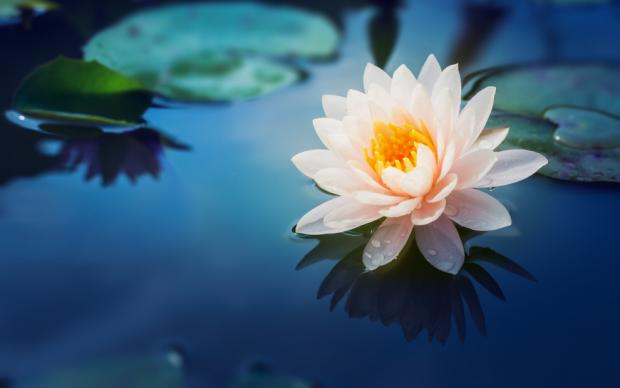 Lotus Çiçeği Faydaları