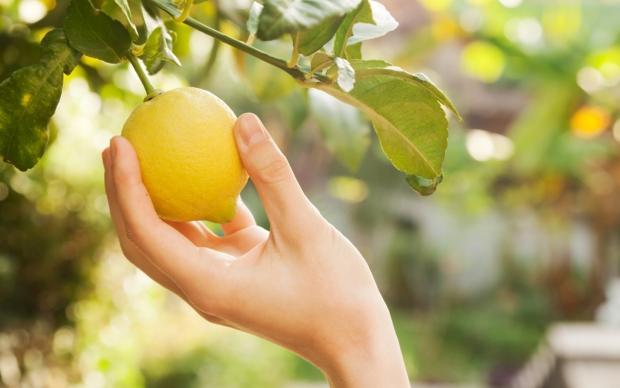 Limon