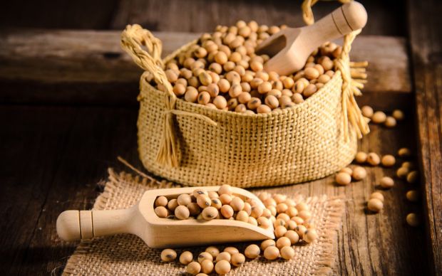 Soya Fasulyesi