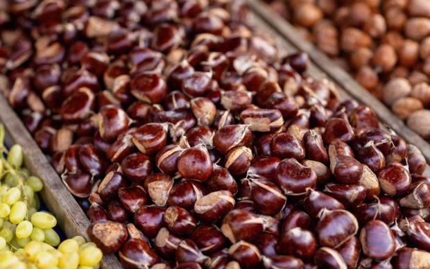 Çin kestanesinin zararları nelerdir?
