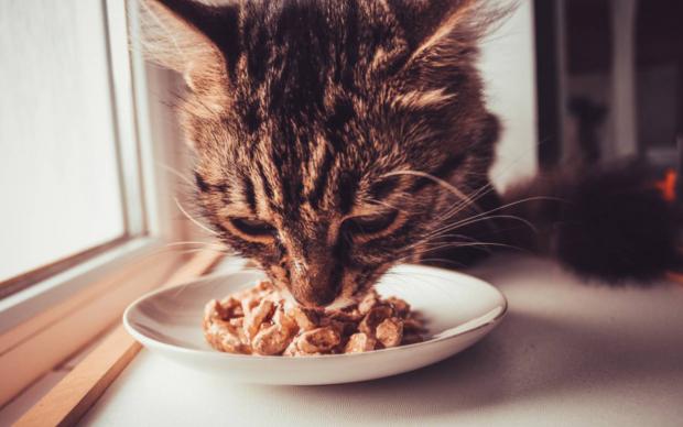 Kedi Maması