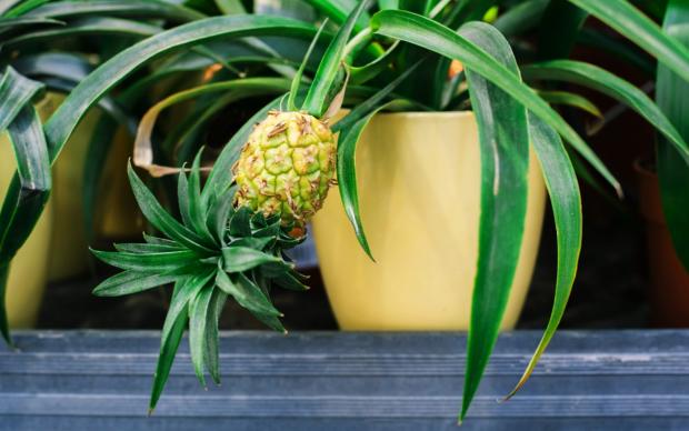 Ananas Nasıl Yetişir
