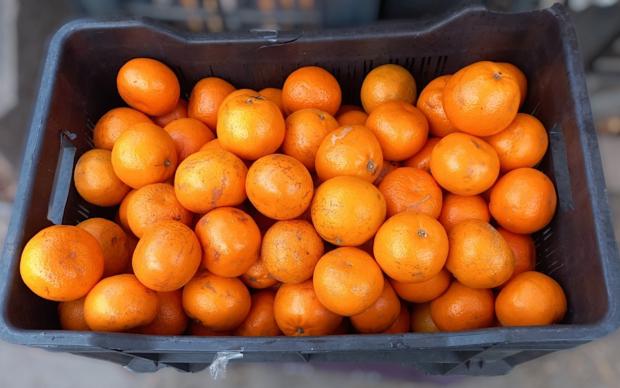 Mandalina Çeşitleri