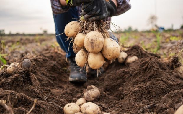 Patates Ekimi
