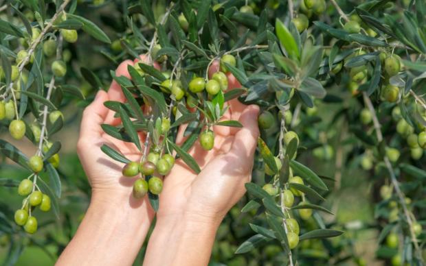 Zeytin Ağacı Bakımı
