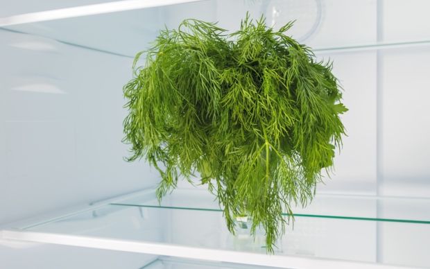 Dereotu Nasıl Saklanır?