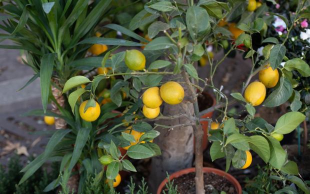 Limon Hangi Mevsimde Yetişir?