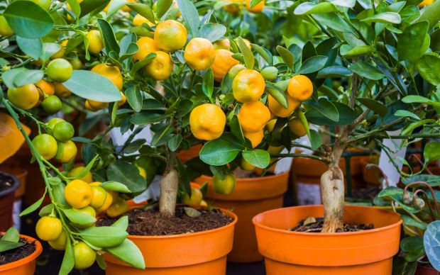 Mandalina Hangi Mevsimde Yetişir?