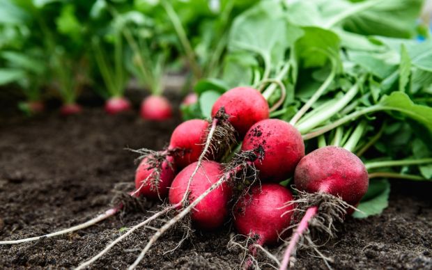 Turp Hangi Mevsimde Yetişir?