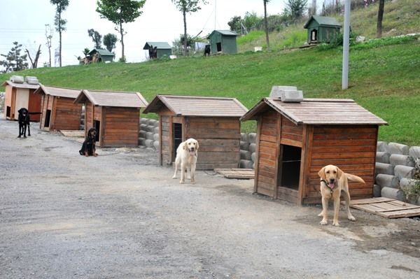 istanbul ve turkiye deki hayvan barinaklari adresleri yemek com