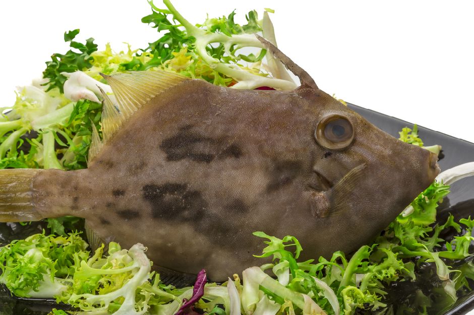 Dülger Balığı