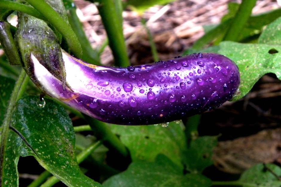 https://urbanharvestgso.wordpress.com/2010/07/20/eggplant-carpaccio/ | urbanharvestgso - meyve olan sebzeler