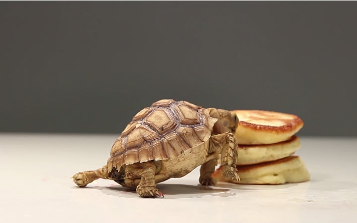 pancake-yemeye-calisan-kaplumbaga