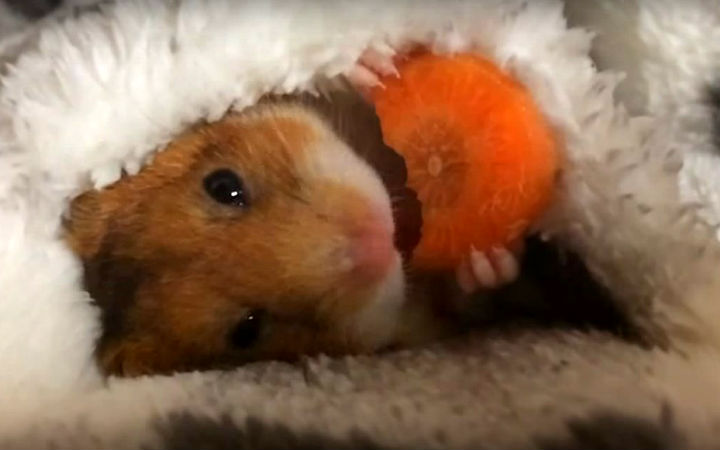 sevimli-hamster