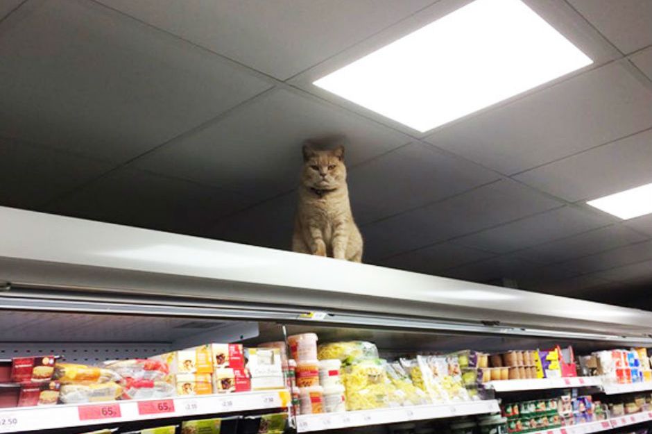 supermarkette-yasayan-kedi-one-cikan