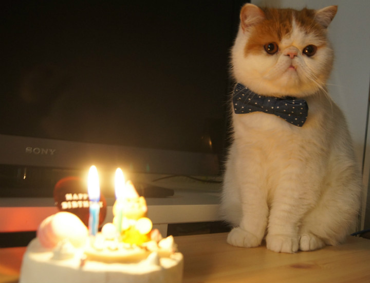 Doğum Günlerini En Az Sizin Kadar Önemseyen 15 İyi ki Doğmuş Kedi