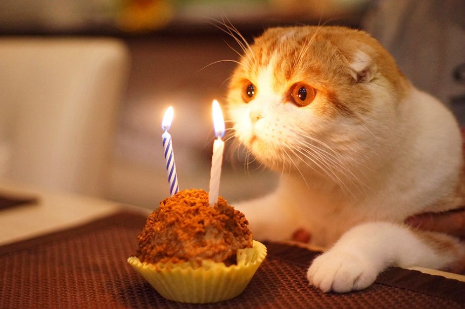 Doğum Günlerini En Az Sizin Kadar Önemseyen 15 İyi ki Doğmuş Kedi
