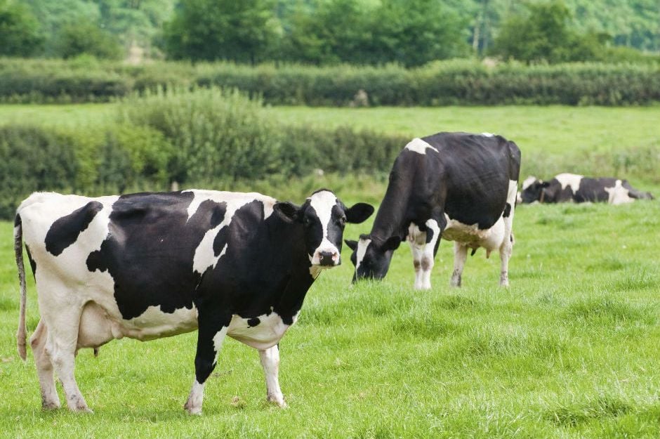 http://www.newswise.com/articles/feeding-cows-natural-plant-extracts-can-reduce-dairy-farm-odors-and-feed-costs |newswise.com