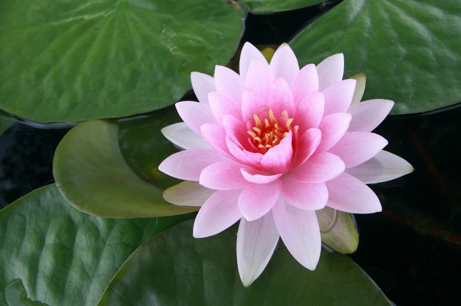http://www.dingtwist.com/lotus-flower/ | dingtwist