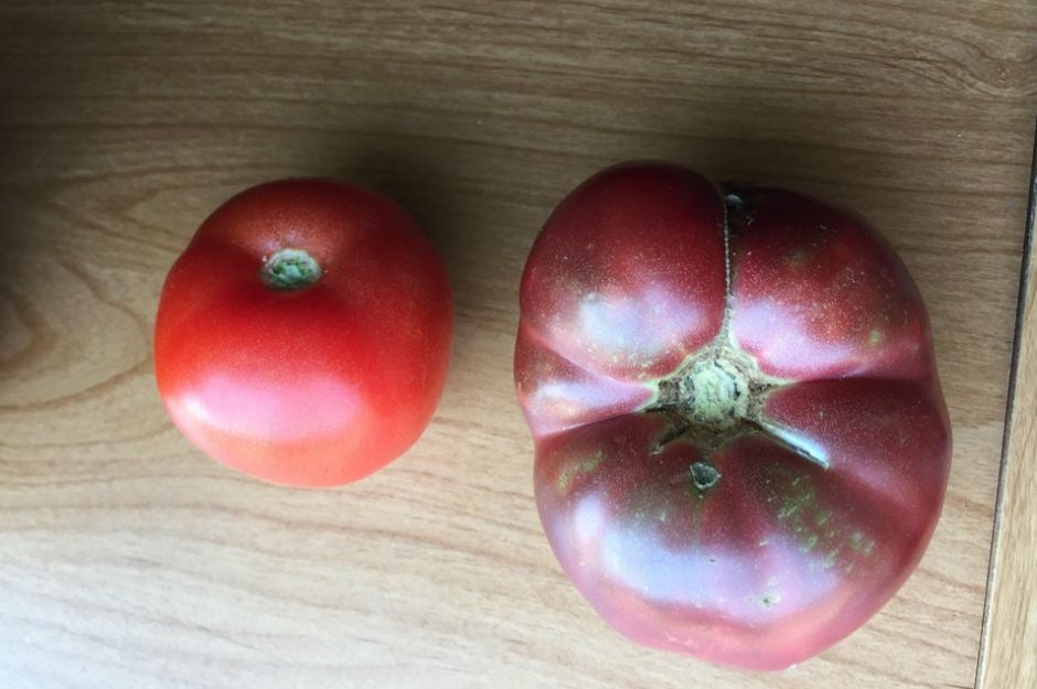 http://www.ozzyman.com/tomato-grown-from-150-year-old-abe-lincoln-dump-compared-to-modern-tomato/ | ozzyman