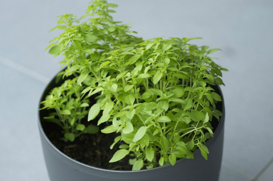https://www.theseedcollection.com.au/Basil-Bush | theseedcollection