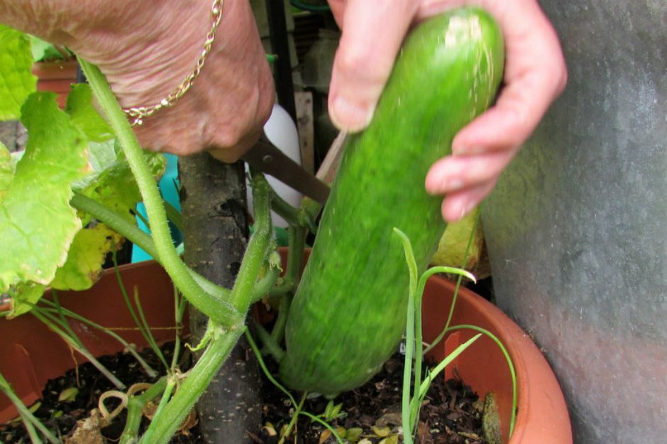 https://dengarden.com/gardening/How-Do-You-Grow-Cucumbers-in-Pots-Small-Gardens-to-growing-garden-plant-need-produce-fruit-space | dengarden