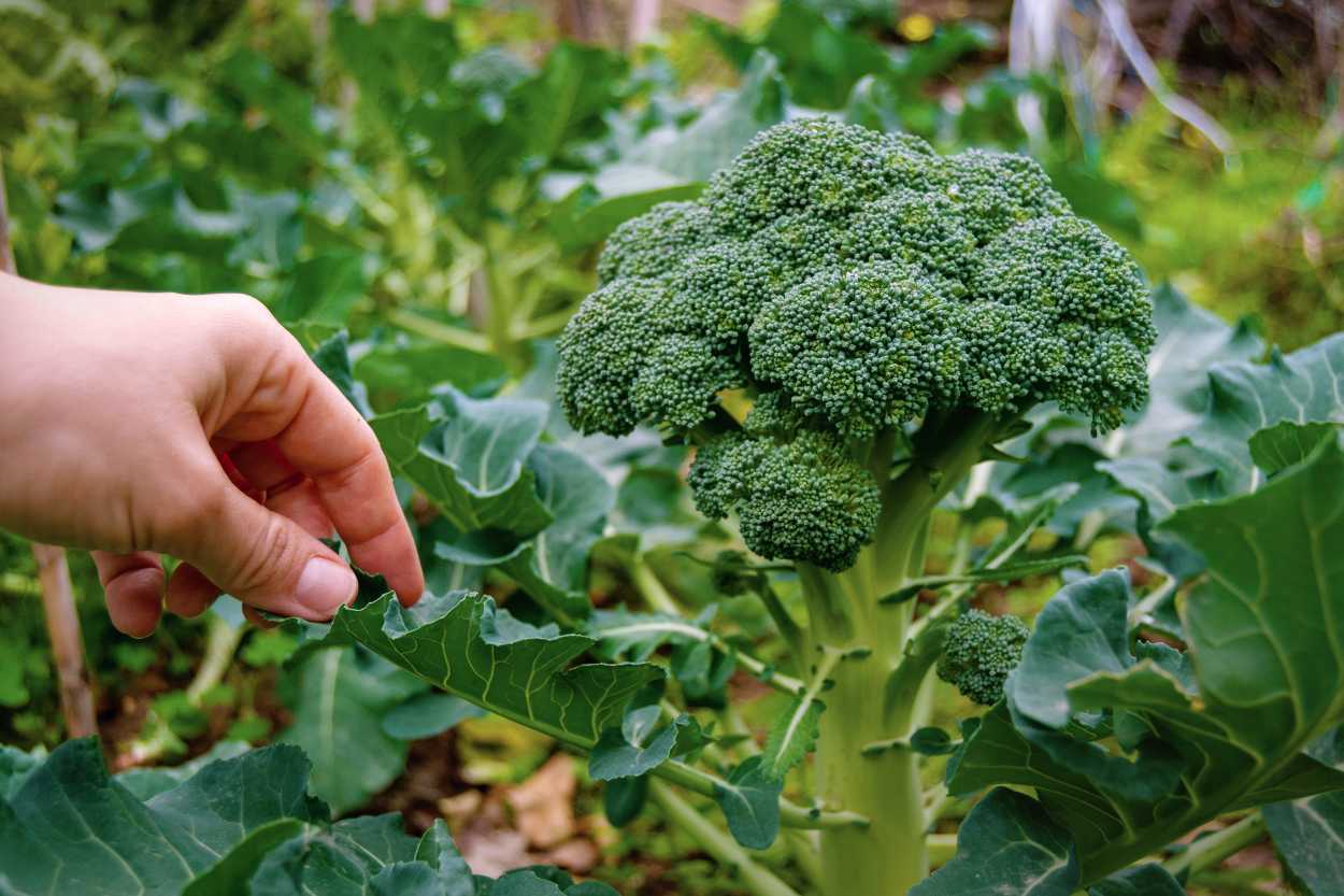 Brokoli hangi mevsimde yetişir?