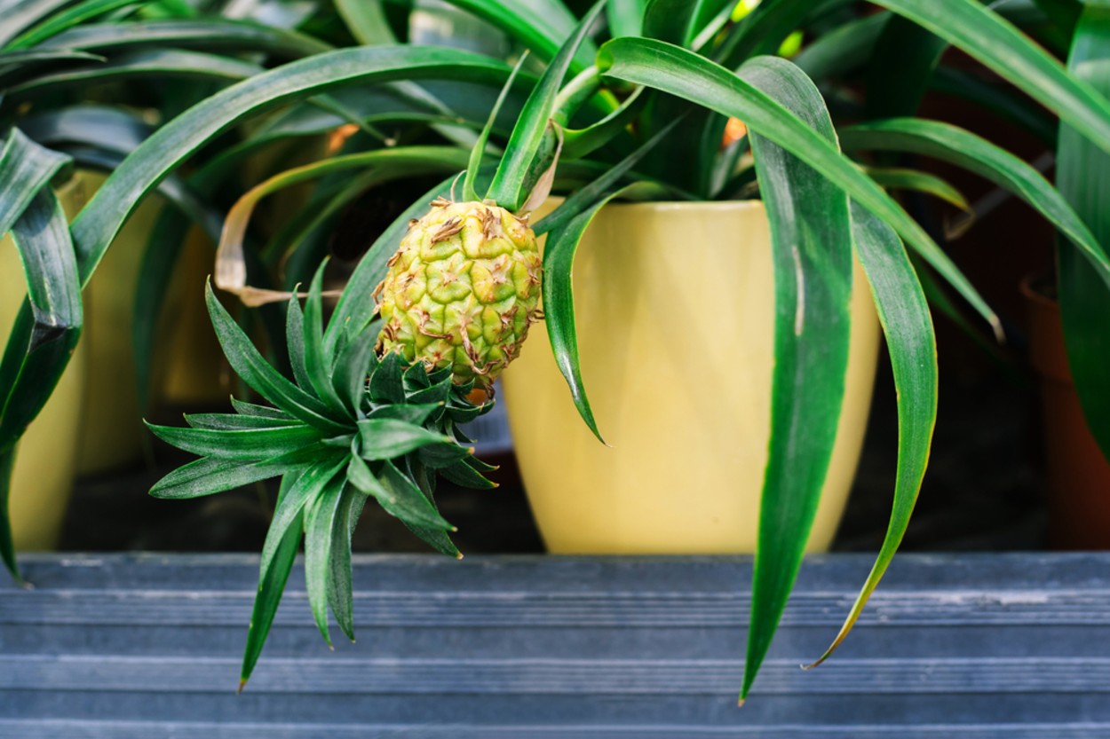 Ananas Nasıl Yetişir