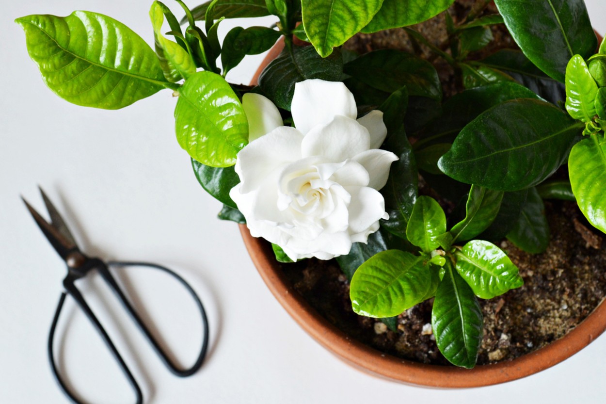 Gardenya