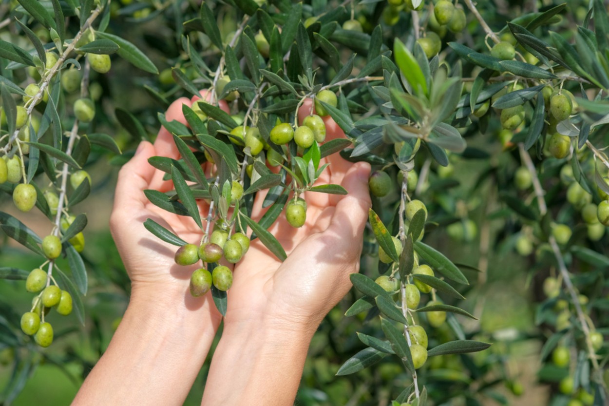 Zeytin Ağacı Bakımı
