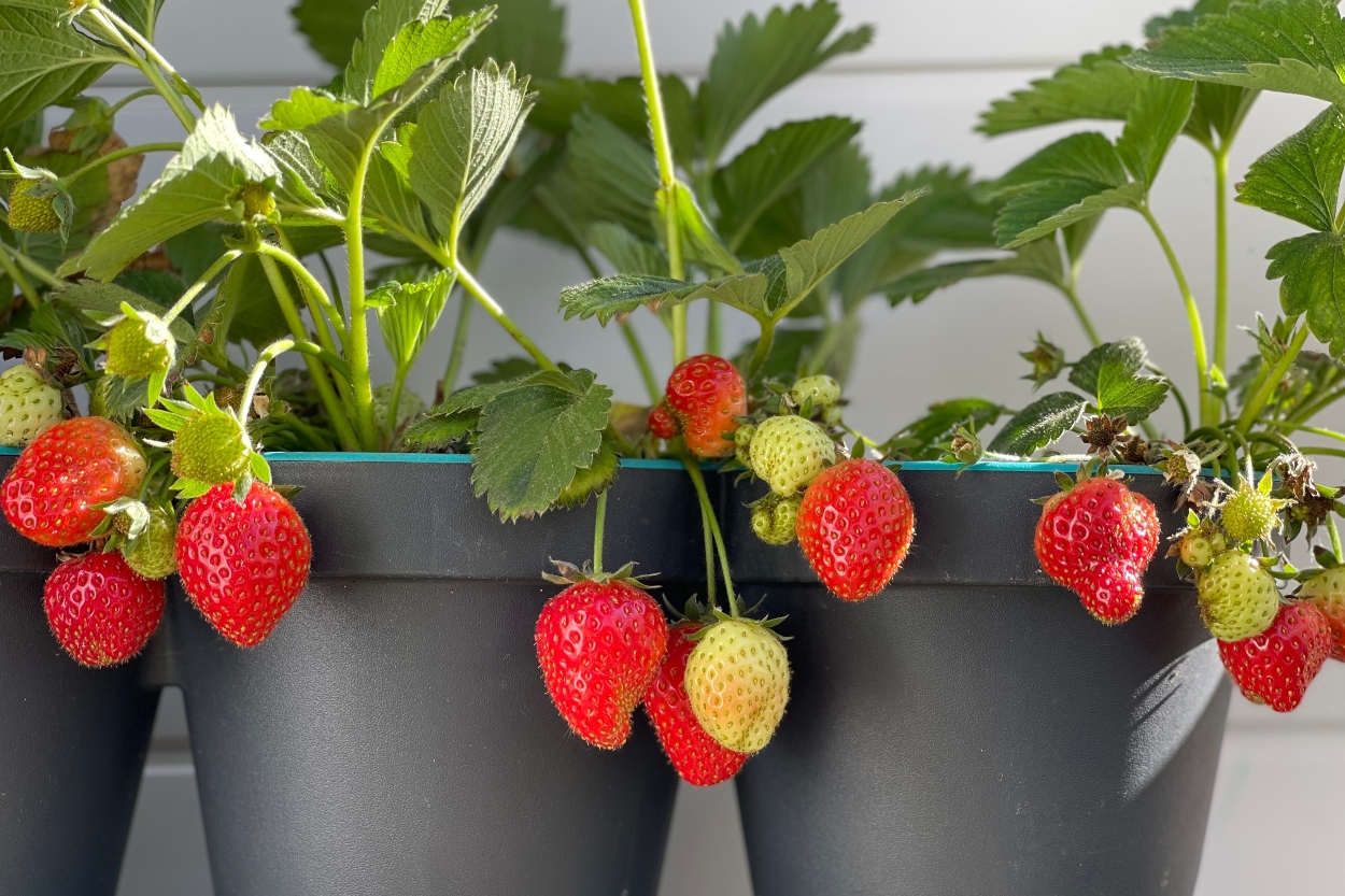 Çilek Ne Zaman Ekilir?