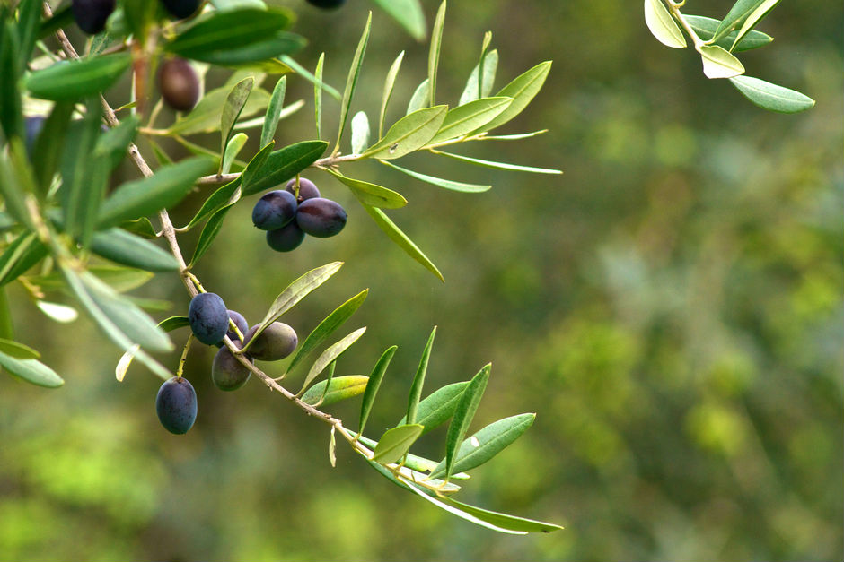 Kahvaltiyi Guzel Kilan Zeytin Cesitleri Yemek Com