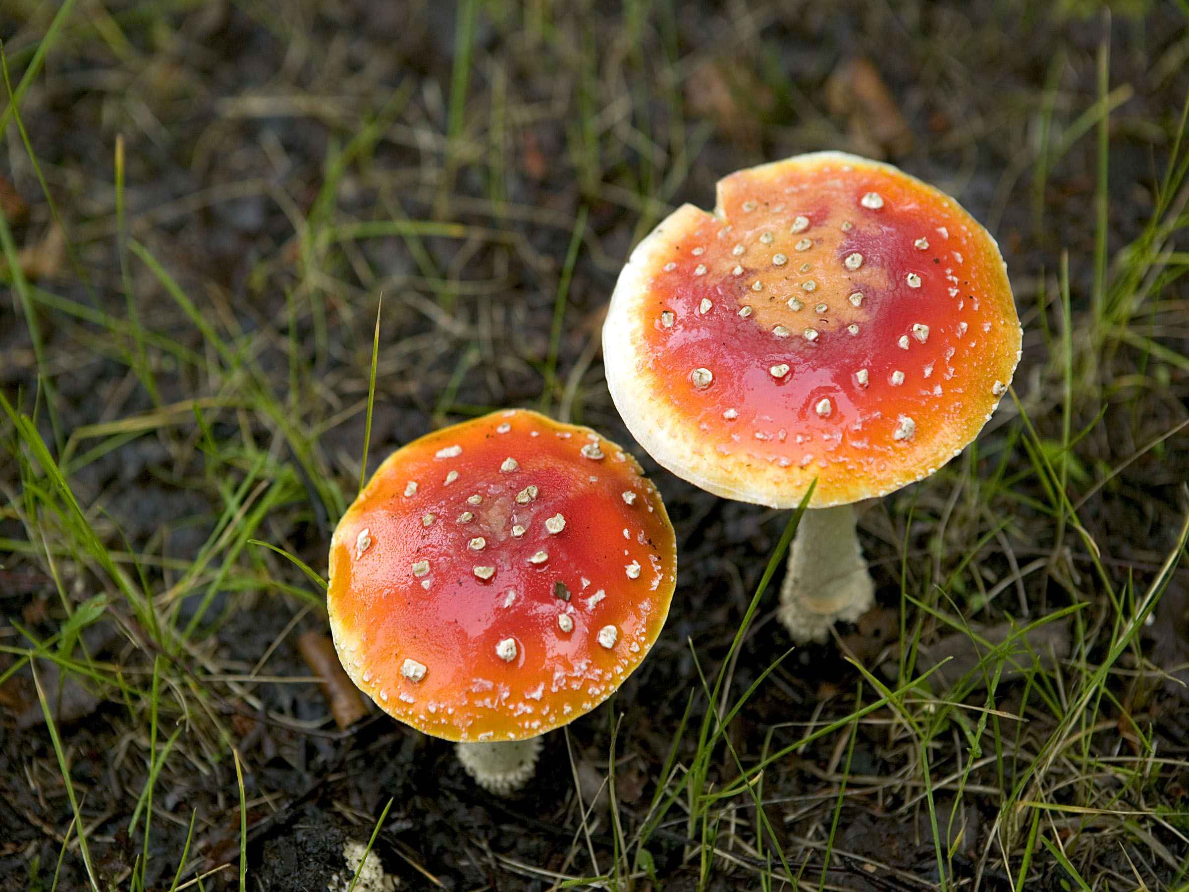 http://commons.wikimedia.org/wiki/file-fly-amanita-muscaria-mushroom-poisonous-and-psychoactive-basidiomycete-fungus.jpg | wikimedia - mantar zehirlenmesi belirtileri