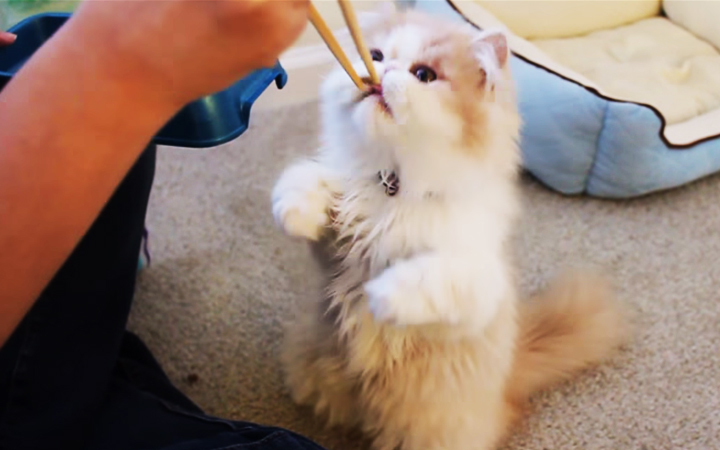 kedi-chopstick-yemek-yiyor