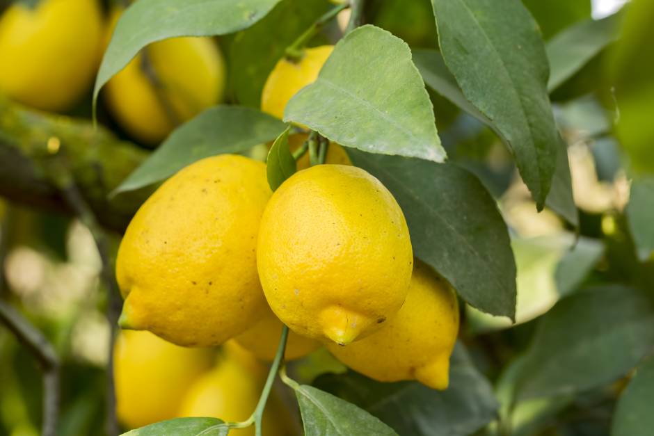 limon-yemekcom
