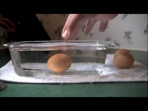 yumurta-tazelik-testi-1