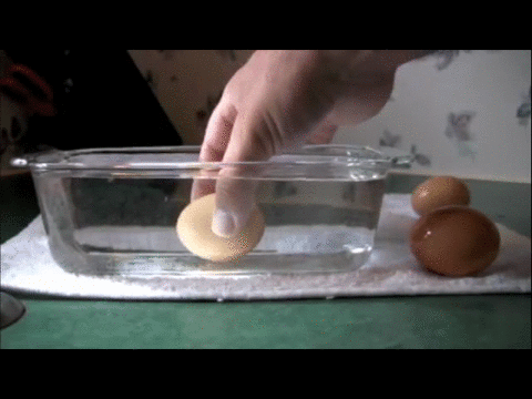 yumurta-tazelik-testi-2