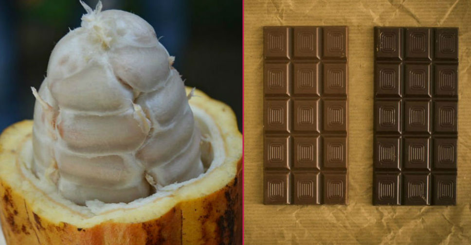 çikolata yapımının aşamaları nelerdir