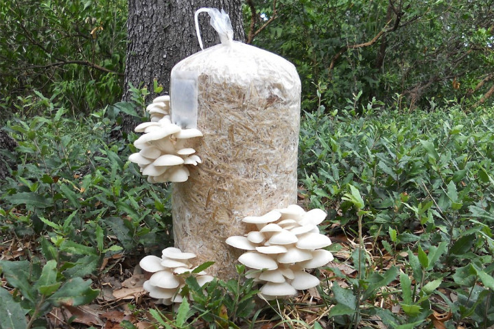 http://www.100thmonkeymushrooms.com/our-products/mushroom-garden-kit/ | 100thmonkeymushrooms