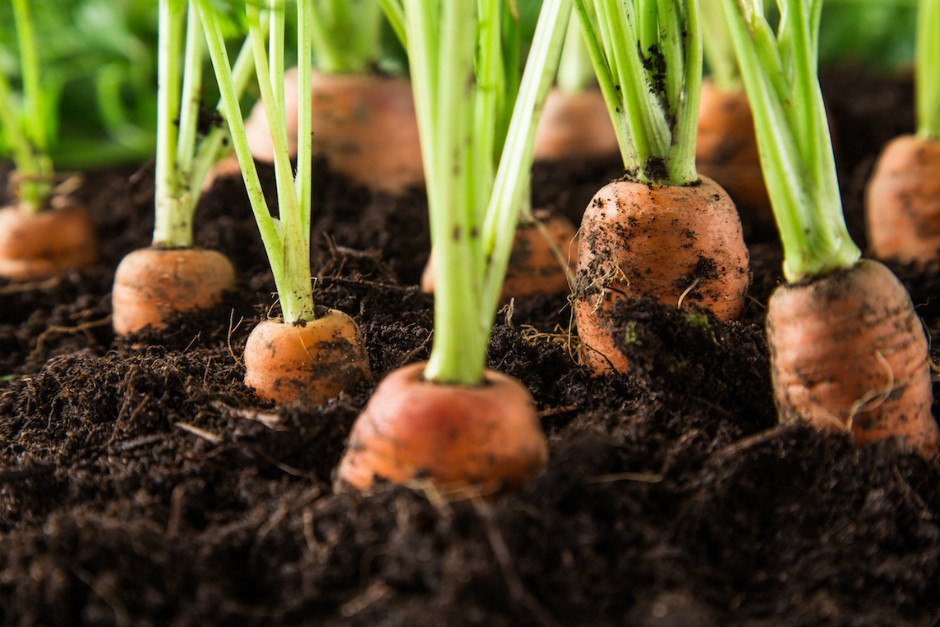 Growing Carrots in Pots