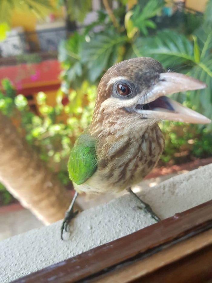 https://www.boredpanda.com/office-feathered-friends-window-birds/ | boredpanda