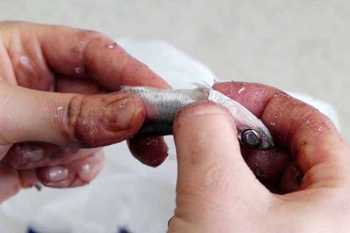 Hamsi nasıl temizlenir?