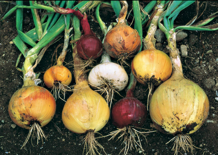vegetablegardener